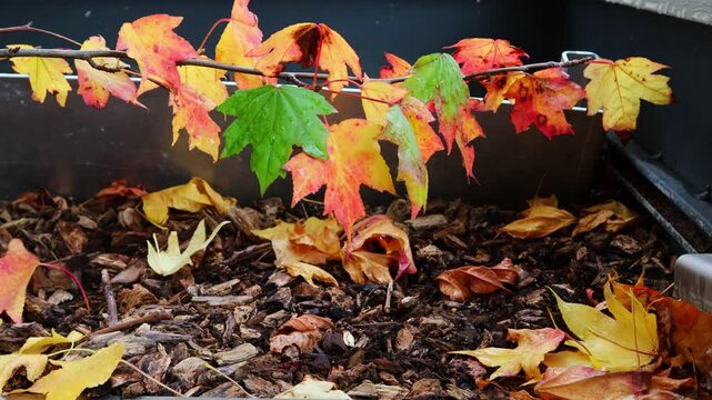 Rain-soaked maple leaves sway in the wind.비에 젖은 단풍잎이 바람에 흔들립니다.