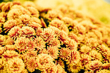 Small yellow chrysanthemums or daisies grow in a flower bed in the form of a fluffy bush. Beautiful autumn background.