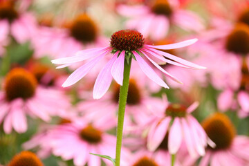 Purple coneflower