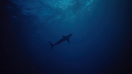 Obraz premium Silhouetted shark swimming in deep ocean water, sunlight above.