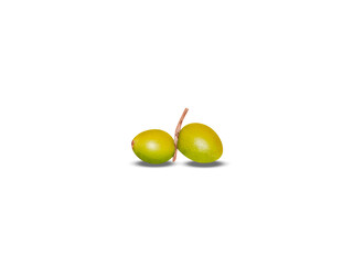 sideroxylon spinosum or argania spinosa green fruits isolated on white background