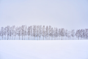 Seven star tree , famous destination travel in snow winter sapporo japan.