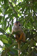 木登りするリスザル