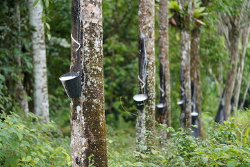 Rubber tree plantation