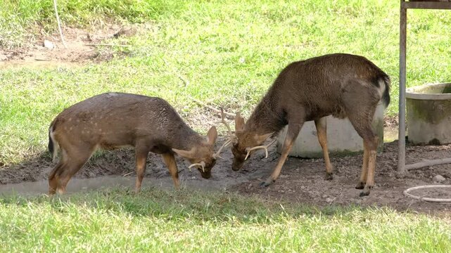Two young deer engaging in a playful head-butting contest in a lush green field	

