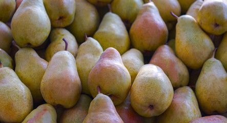 many well-ripened yellow pears
