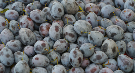 Ripe blackened plums