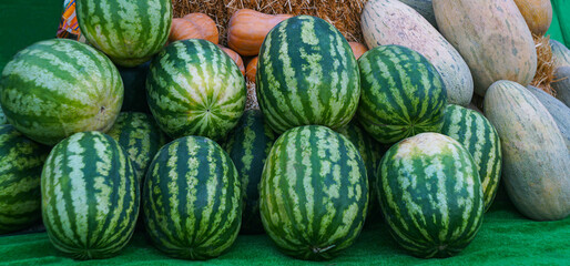Straw-picked melon watermelons