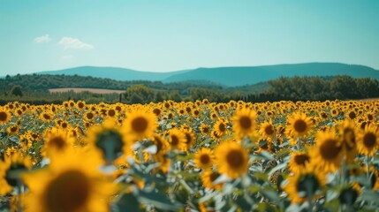 Obraz premium Serene Wildflower Field. Nature's beauty concept