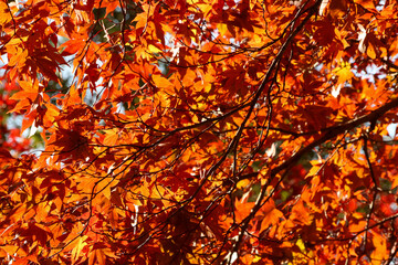 風に揺れる秋の葉