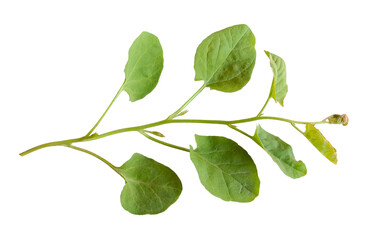 Sprig of fresh bindweed with green leaves isolated on white or transparent background