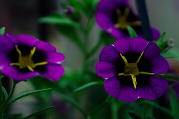 purple iris in the garden. Purple Flowers with Yellow Centers. Vibrant Petunias Close-Up. Garden Blooms, Purple and Yellow
