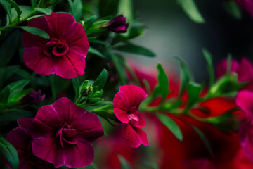 Deep Purple Flowers, Close-Up. red flowers in the garden. Vibrant Petunias, Garden Bloom. Rich Colors, Flower Detail