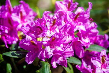 pink rhododendron blooms in the Botanical garden

