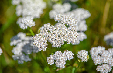 Yarrow flowers on a green natural background
