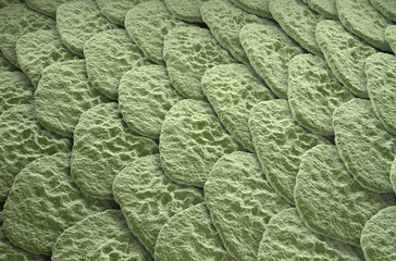 Obraz premium Healthy human skin (Epidermis) surface - isometric view 3d illustration