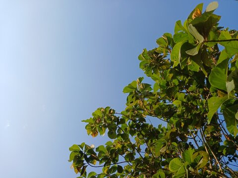 The lush foliage of the breadfruit tree