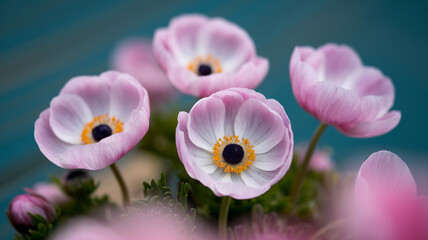 Delicate Pink Anemones Against a Turquoise Background