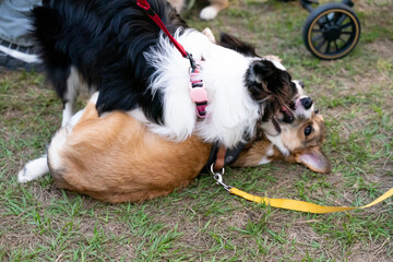 a playful moment between a Corgi and a Border Collie frolicking on a lush green grass field. Both...