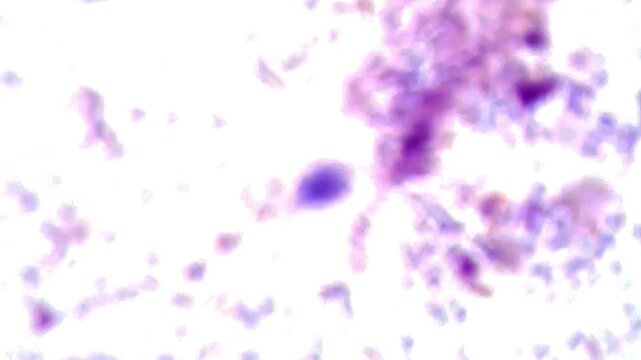 Giardia in dog feces Wright stain under microscopy