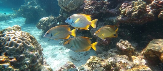Obraz premium Colorful fish swimming gracefully around a vibrant coral reef with clear empty space for your text or message.