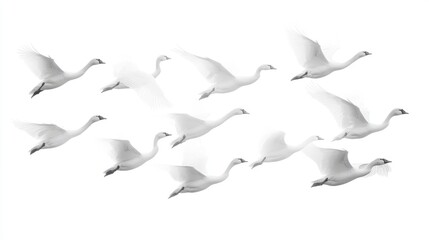 Obraz premium Flock of Swans in Flight Against a Clear Background Capturing Graceful Movement and Elegance