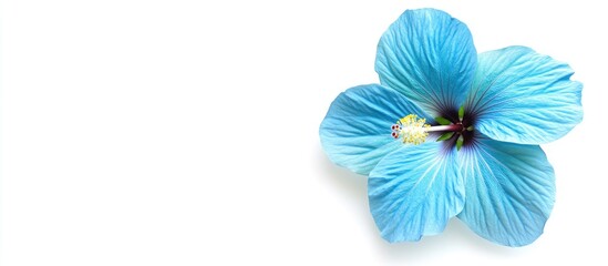 Obraz premium Caribbean blue hibiscus flower on a white background with empty space for text ideal for creative or promotional use