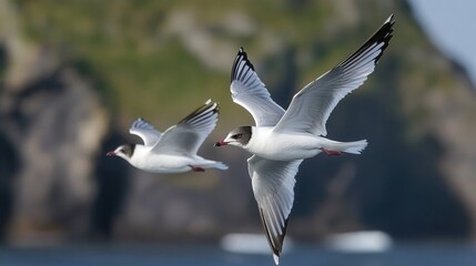 Fototapeta premium Two black-headed gulls in flight gracefully above shimmering water with a scenic background.
