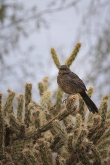 A curve billed thrasher bird sitting on a cholla cactus on a cloudy day in the desert