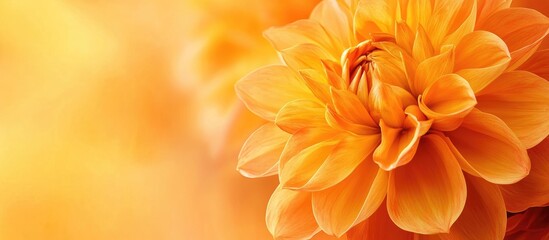 Obraz premium Golden orange dahlia flower background with soft bokeh effect creating an inviting space for text and design elements.