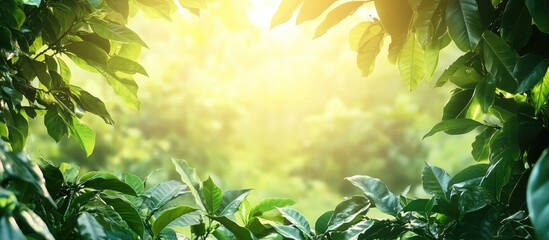 Obraz premium Lush coffee plantation surrounded by vibrant greenery with sunlight filtering through leaves creating a serene atmosphere for text placement
