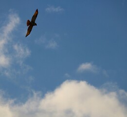 河川上空を精悍に飛ぶ猛禽類　冬の風景