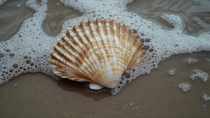 Seashell resting on sandy beach with gentle waves and foam creating a tranquil coastal atmosphere for nature or marine themes.