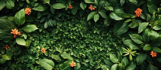 Vibrant wildflowers amidst lush green foliage with ample negative space perfect for adding text or branding in nature-themed designs