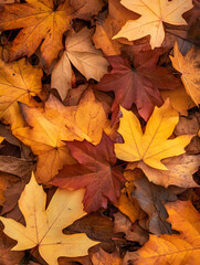 Vibrant Autumn Leaves in Various Shades Covering the Forest Floor : Generative AI