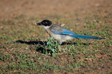 An azure-winged magpie on the ground holding plant remnants in its beak, surrounded by vegetation in a sunny natural environment.
