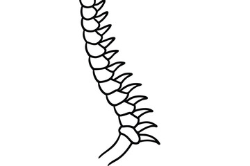 Spine line art vector illustration