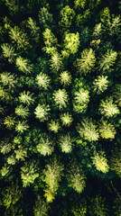Fototapeta premium Aerial View of Lush Green Forest Canopy from Above : Generative AI