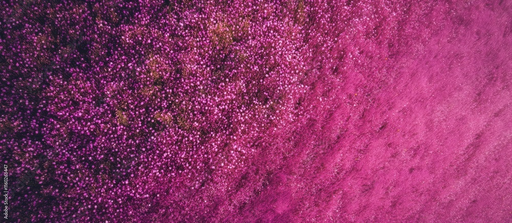 Poster Aerial view of a vivid purple wildflower field with soft focus creating a serene nature backdrop and ample space for text integration