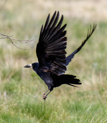 A black bird with a white beak is flying through the grass