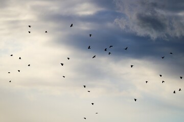 河川上空を飛ぶ鳥の群れ　冬の夕方