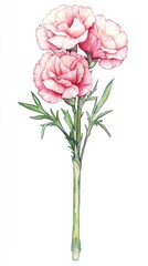 Beautiful pink carnation bouquet floral arrangement botanical art white background aesthetic view nature concept