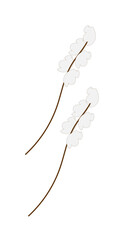 twigs with fluff on a white background,