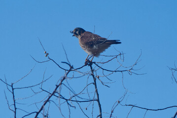 Prairie falcon eating a worm