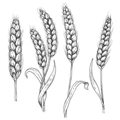 Wheat sketch ink graphic illustration, draft silhouette drawing, black on white line art. Botanical vintage etching food design.