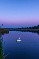 Fototapeta premium Serene Evening Reflection: A Single Swan Gliding on a Tranquil Lake Under a Twilight Sky