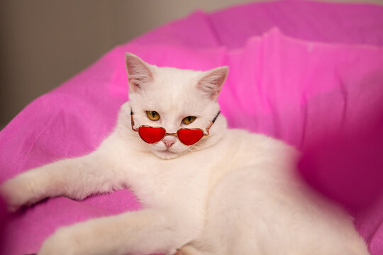 A cute white cat with heartshaped sunglasses relaxes against a bright pink background, perfect for pet lovers, Ready to celebrate Valentine's Day
