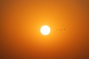 Birds fly by the sun.