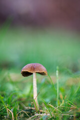 Brown mushroom standing alone on green grass with a blurred background, highlighting its delicate structure and natural setting.
