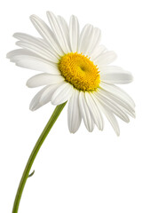 Fototapeta premium daisy isolated on white background